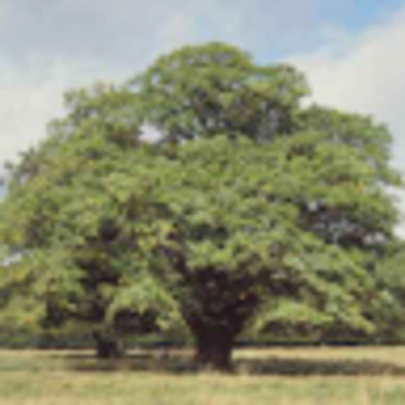 Meet your Posher, Alejandro - Picture 1 of 1